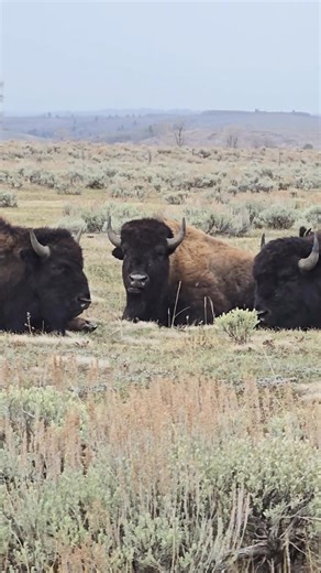 23K views · 2K reactions | Sharing a peaceful moment as a few snowflakes fall this week in Grand Teton... Who of you looks forward to winter? I struggle with it every year... | T. Lyn Neufeld Photography | Facebook
