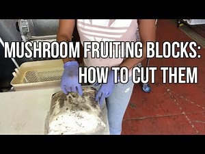 How To Cut Mushroom Bags