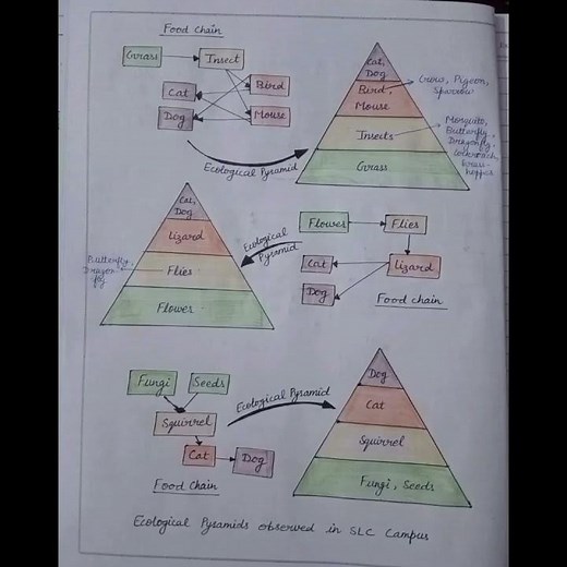 Collection of data for depicting Ecological Pyramid in college campus - AEC - Environmental Science
