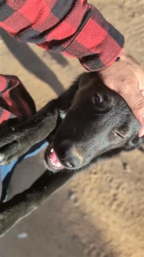 Ed Calderon on Instagram: "Ed's Field Notes: "Dogs are our link to paradise. They don't know evil or jealousy or discontent. To sit with a dog on a hillside on a glorious afternoon is to be back in Eden, where doing nothing was not boring--it was peace." Milan Kundera Happy Sunday 🫴"