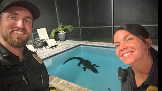 Hatchling season: What to do if an alligator is in your pool, Florida wildlife laws to know