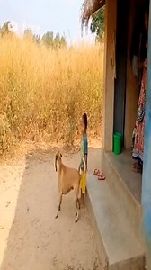 2.4M views · 9.3K reactions | #doglover #savelife | Dream Minecraft | Facebook