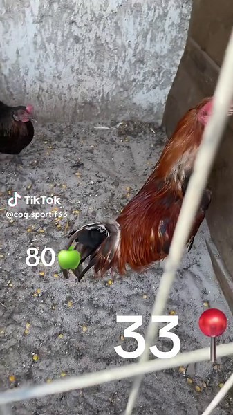 #español #pourtoi #🇪🇸🇪🇸🇪🇸 #coqdecombat #💪🏽🇪🇸🦔