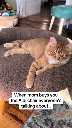 Understanding Orange Cat Personality Traits and Behaviors