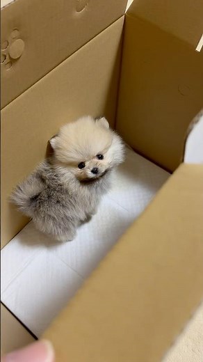 初めてお家に来た日の可愛すぎる赤ちゃんポメラニアン#ポメラニアン#ポメラニアンのいる生活#ポメラニアンのくまきちくん#いぬ
