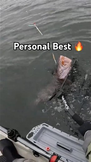 BIGGEST LINGCOD EVER🤯