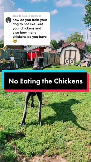 Dog and Chicken Training Tips for a Harmonious Backyard