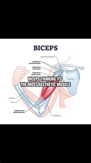 Life gets brighter when you start training the serratus #gymtok #gymedit #fypシ #serratusanterior