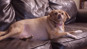 342K views · 2.6K reactions | This lovable pup is very overweight but a weight loss transformation is underway! Watch her story this Saturday on 'My Big Fat Pet Makeover!' | Animal Planet | Facebook