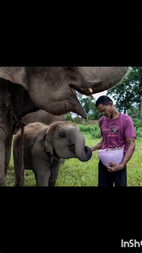 Feeding animals# shorts