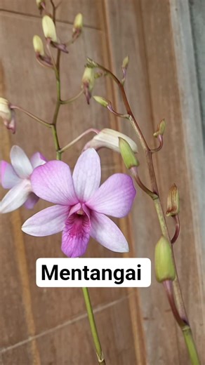 Mentangai ready 1 plant fsfr..knop 2 tangkai...#orchid #anggrek #dendro #mentangai