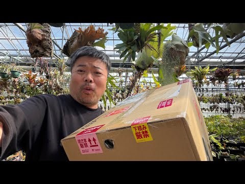 [Unboxing Video] Introducing the plants I bought from Uekiya 21!! Platycerium