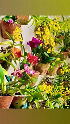 Have a Floral Weekend #flowers #goodluck #paisagemnatural #nature #orchidlovers #orchidcollection
