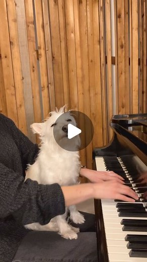 Kara Mehrmann on Instagram: "Kill Bill 💙 . . . #sza #killbill #sos #pianocover #pianomusic #dogsofinstagram #calm #calmvibes #fyp #newreel"