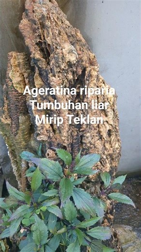 Ageratina riparia,herbal liar #shorts #shortvideo