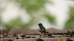 Oriental magpie robin (Copsychus saularis), bird living in nature Stock Video