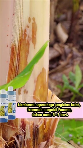 Exploring Trichoderma for Home Gardening