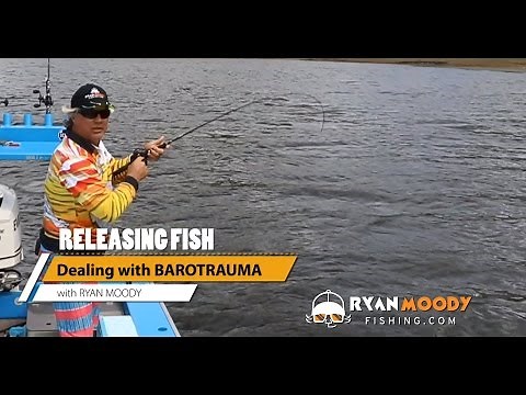 Best way to release fish swollen with Barotrauma
