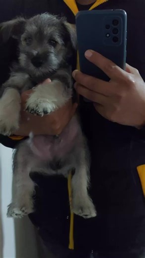 mi bebé cooper todo un influencer 🥰 #snauzher #1mesdepuroamor♥️💙