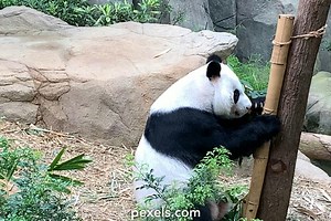 Video's over Panda