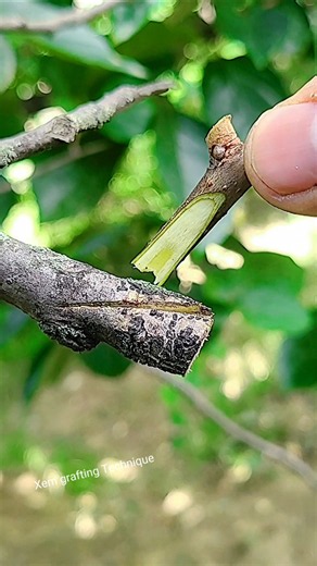 pear tree grafting, best grafting Technique for beginner #graftingtechniques