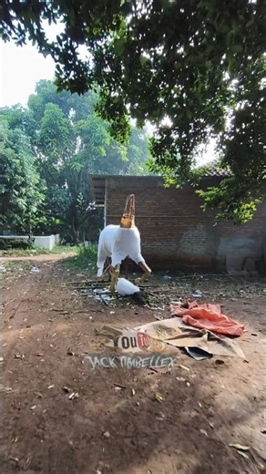 Proses Ogoh Ogoh Jaran ta Kijang Gezz 🤔