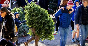 How to get rid of your Christmas tree for free in Seattle