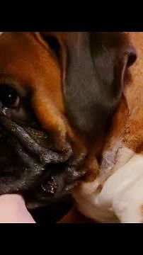 A huge boxer dog is growling
