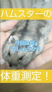 デブスターもるま♂の体重測定 #ハムスター #ジャンガリアンハムスター
