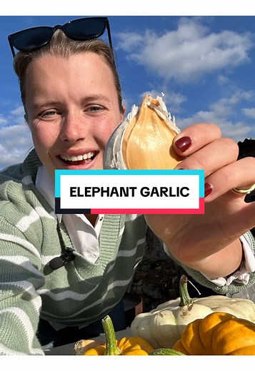 Complete Guide to Growing Elephant Garlic at Home