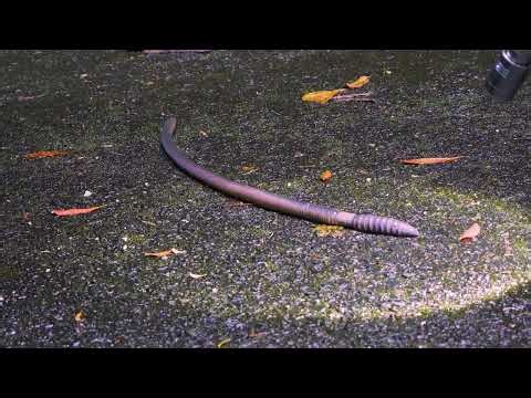 光るシーボルトミミズ Siebold's earthworm 奄美大島
