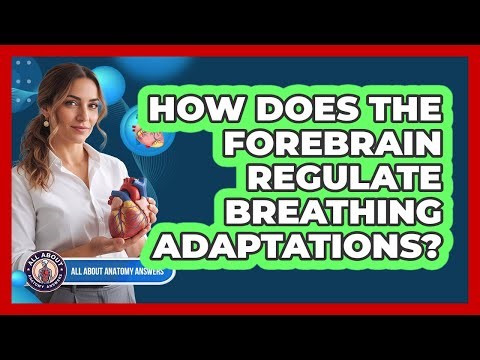 How Does The Forebrain Regulate Breathing Adaptations?