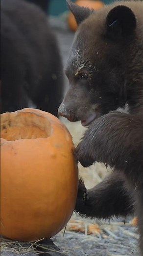 At the Northern Lights Wildlife Shelter in Smithers.