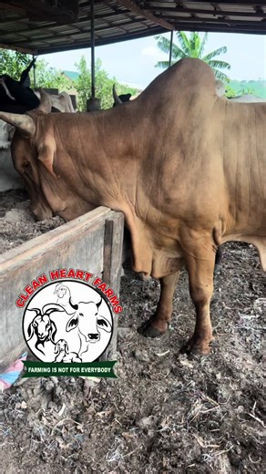 Sustainable Cattle Farming Practices