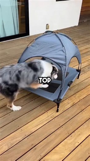 Cavapoo Breeder on Instagram: "Hope this was helpful"