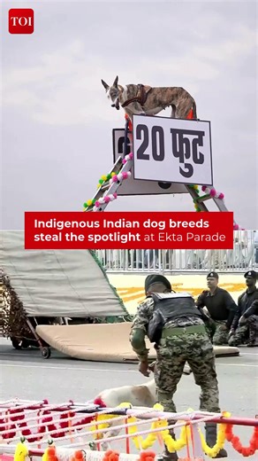23K views · 218 reactions | Indigenous Indian dog breeds took center stage at the #RashtriyaEktaDivas celebrations at the #StatueOfUnity, as Prime Minister #NarendraModi marked #SardarVallabhbhaiPatel’s 150th birth anniversary. The PM announced that only Indian breeds will represent the BSF in future National Unity Day parades #EktaDivas #StatueOfUnity #IndianDogBreeds #BSF #K9Unit #SardarPatel #PMModi #NationalUnityDay | The Times of India | Facebook