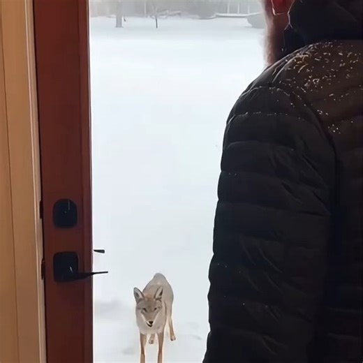 TheContentHub on Instagram: "I helped a wolf cub,then…#rescue #animals"