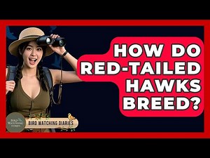 How Do Red-tailed Hawks Breed? - Bird Watching Diaries