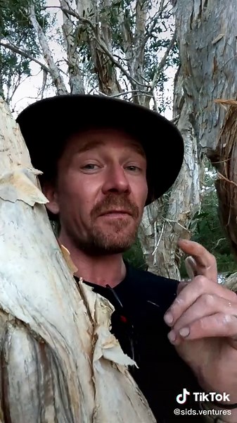 Australian Tea Tree Melaleuca - Uses and Benefits