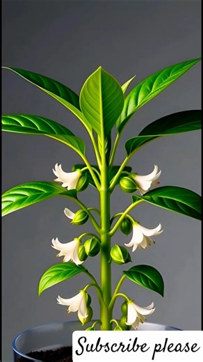 From Seed to Elaichi! Stunning Cardamom Plant #timelapse #viral #shorts #shortvideos #aishorts #1m