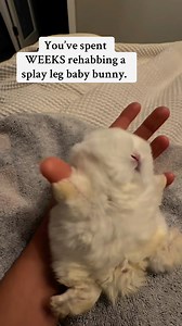 825K views · 6.6K reactions | I took a baby bunny that couldn’t even walk—gave him massages, heat therapy, resistance training, binding, wrapping, full-on physical therapy—only for him to flick me off.For those who don’t know, a bunny foot flick is exactly what it sounds like: a dramatic little hop meant to kick dirt, poop, and attitude directly at you on the way out. And when I say he flicked me off, I mean he flicked me off. | Rabbit Pals | Facebook
