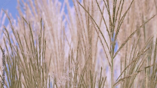 Miscanthus sinensis, the eulalia, Chinese silver grass. The fluffy ornamental plant sways in the wind.