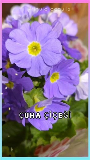 ÇUHA Çiçeği/ 11aylık çiçeği/ primula acaulis