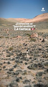 🟣🟡 ¿Conocías al Bambi andino? La #taruca es una de las joyas de nuestra fauna silvestre. Este hermoso ciervo habita en las majestuosas zonas altoandinas de #Tacna, donde la naturaleza aún conserva su magia. 🌄💚 ¡Cuidemos y valoremos nuestra biodiversidad! 🌱 #Taruca #FaunaAndina #Biodiversidad #TacnaNatural #OrgulloTacneño | Tacna Heroica