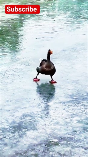 🤣 When animals decide to show off their weird moves