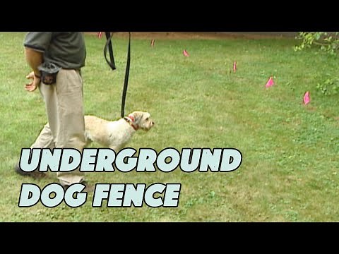 How to Install an Underground Dog Fence