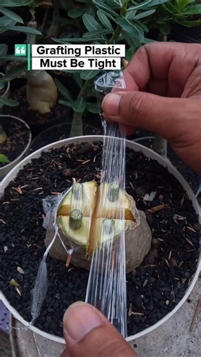One of the Adenium Grafting Techniques