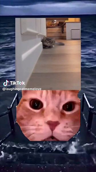 Cat Memes That Will Make You Laugh Out Loud!