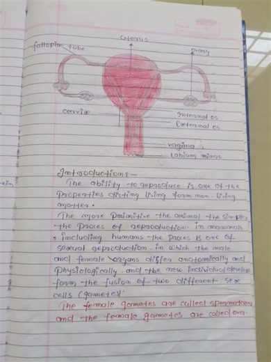 female reproductive system easy digram...