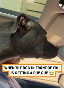 I think we need another pup cup 😂 | HappinessHub